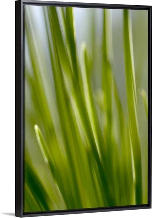 Great Big Canvas Tall Green Grass Wal...