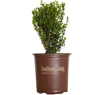 Baby Gem Boxwood
