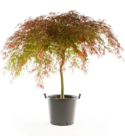 2 gal. Crimson Queen Dwarf Japanese M...