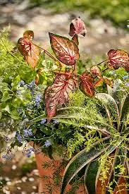 Tapered Terracotta Planter