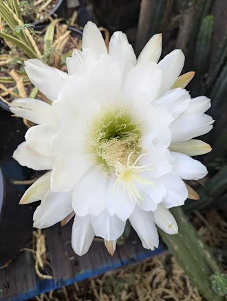 Columnar Echinopsis LARGE WHITE FLOWE...