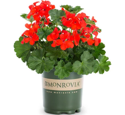 Monrovia Red Geranium Pot 3 -Pack
