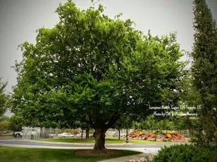 Fagus sylvatica - European Beech
