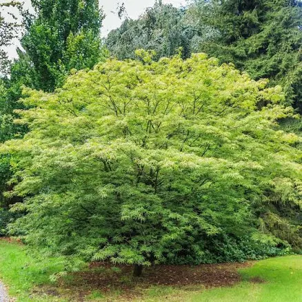 Green Japanese Maple Tree (Acer palma...