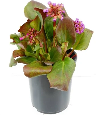 Lowe's Pink Bergenia Plant