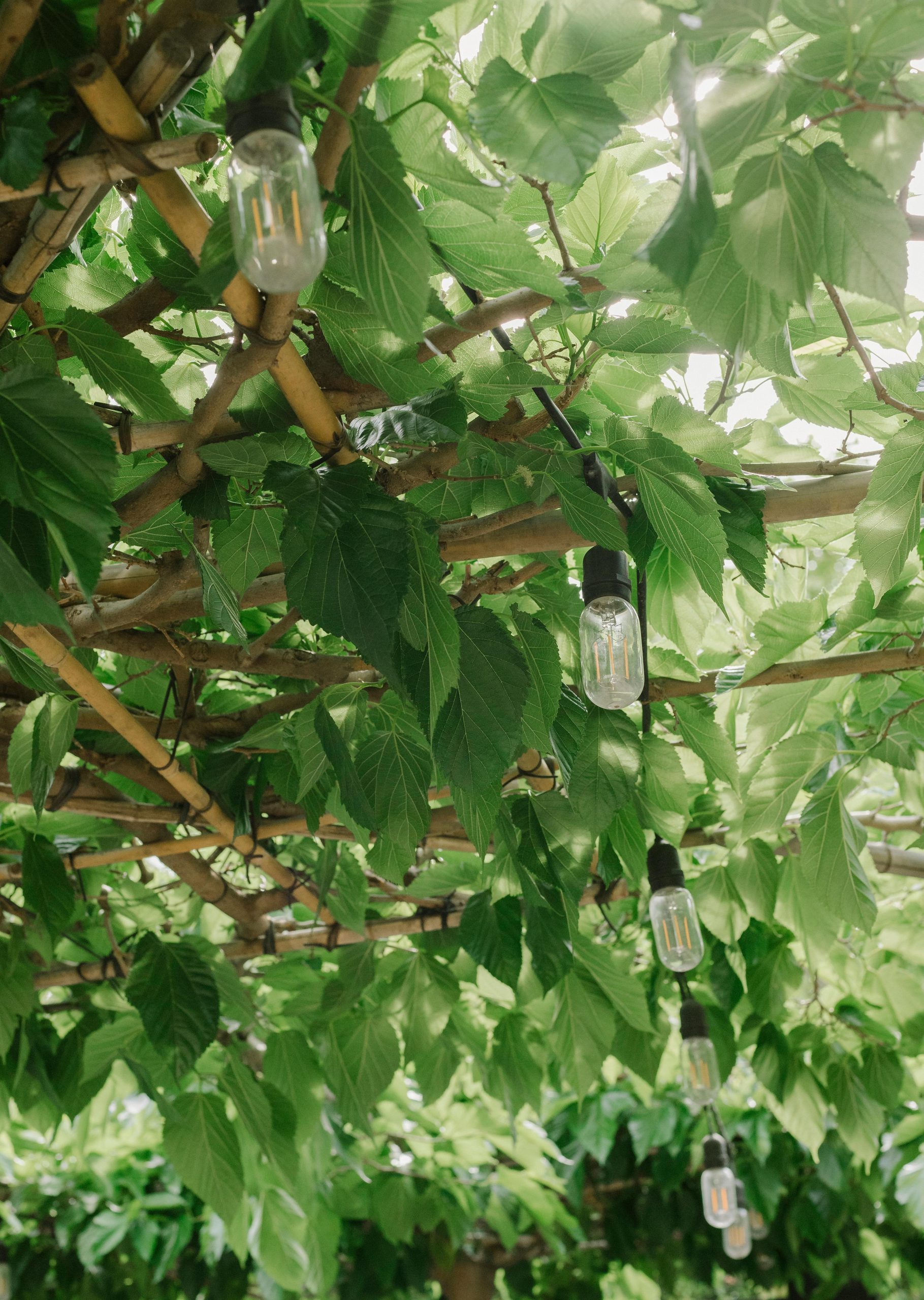 Serene outdoor setup with leafy canopy and decorative light bulbs, creating a peaceful ambiance.