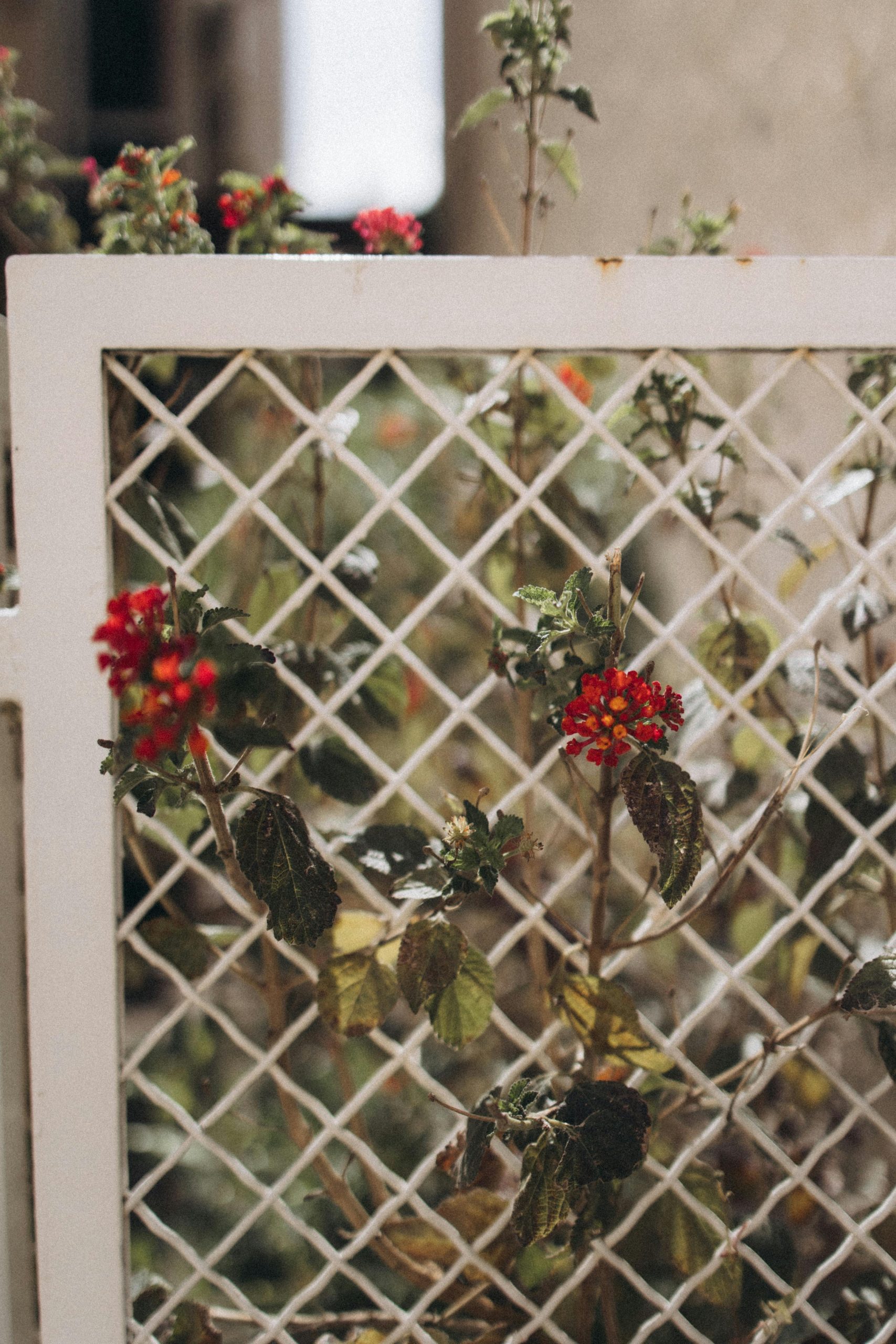 Vibrant red flowers peek through a white metal fence, adding color contrast.