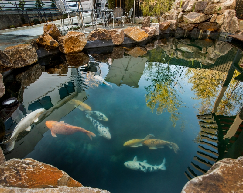 12 Koi Pond Design Ideas