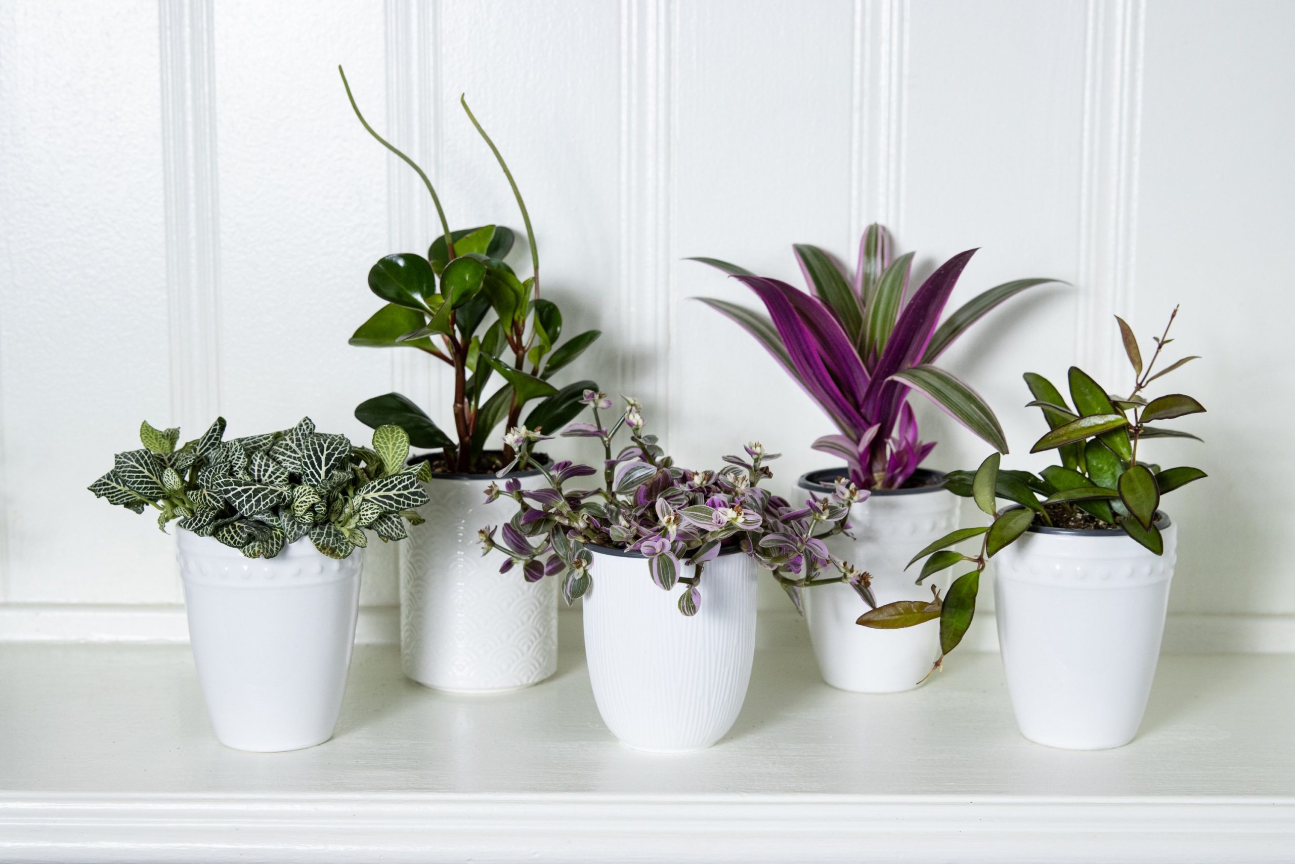 14 Indoor Garden Ideas to Bring Nature Into Your Home