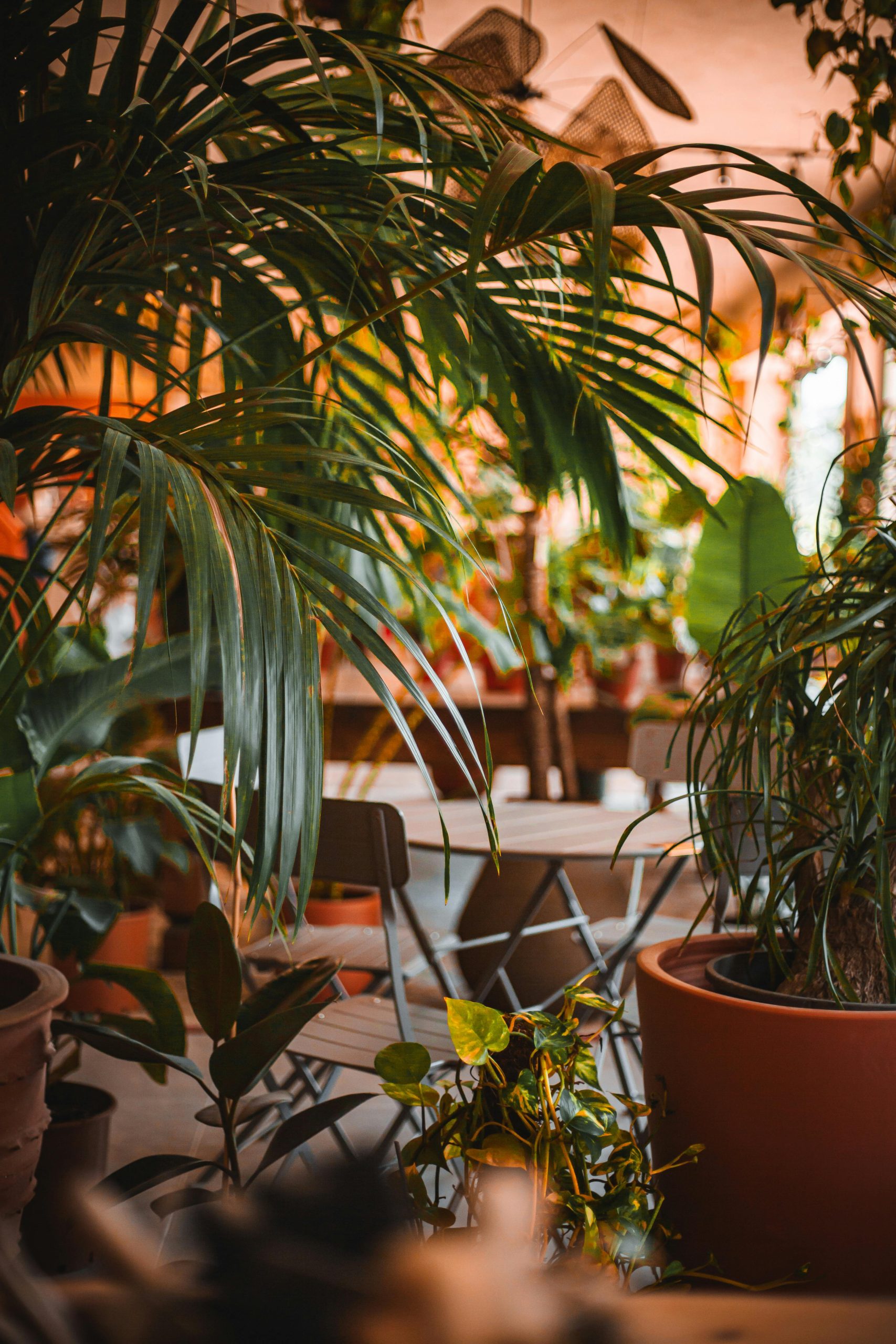 A cozy indoor setting filled with diverse potted plants in soft, warm lighting.