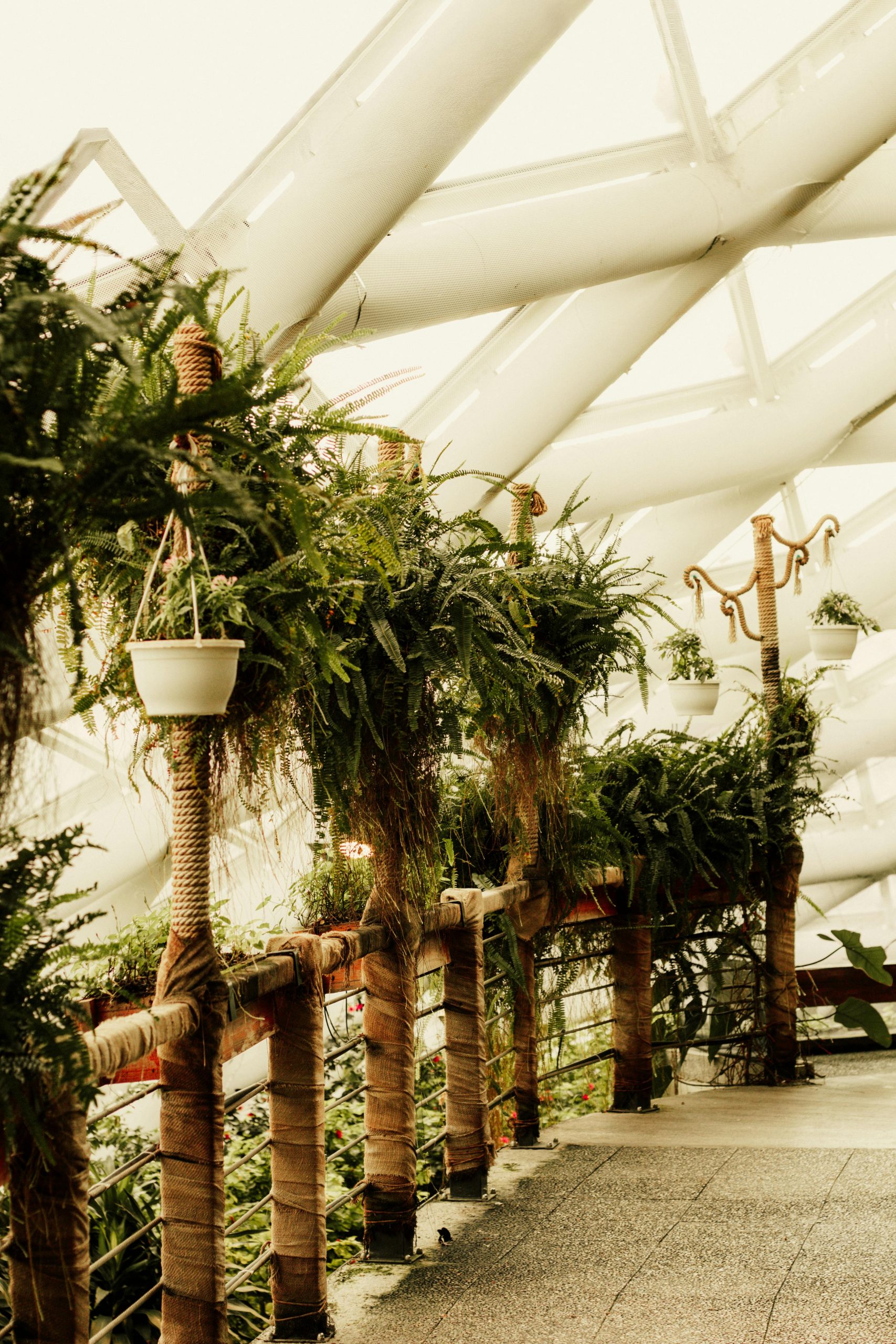 A lush indoor garden with ferns against a modern architectural backdrop. Ideal for green living concepts.