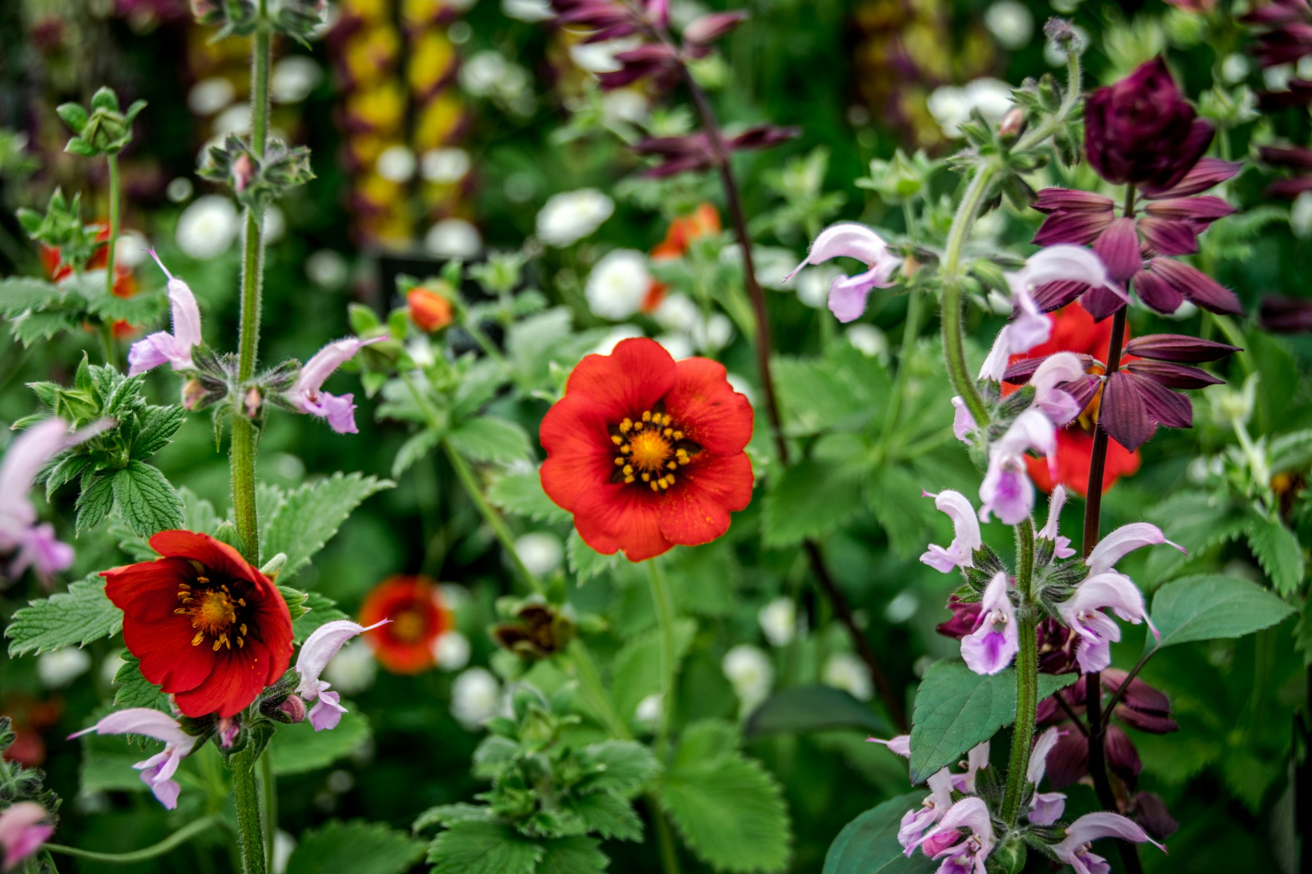 A vibrant garden filled with red and purple flowers.