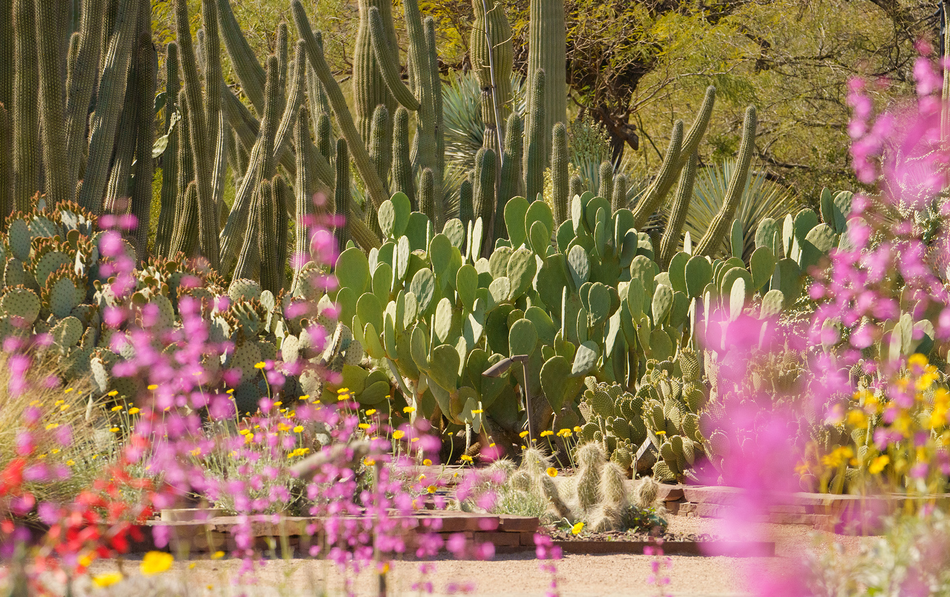 A Walking Adventure at Desert Botanical Garden | Desert Botanical Garden