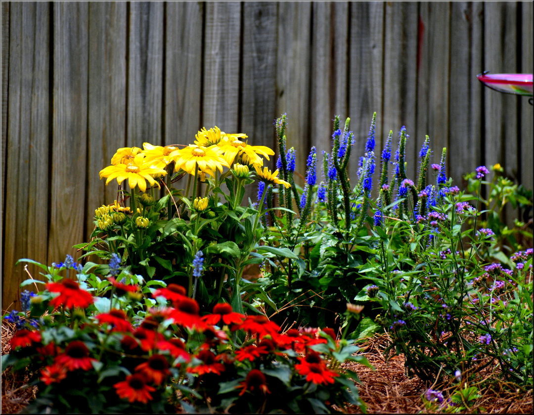 Backyard Butterfly Garden - Fine Gardening