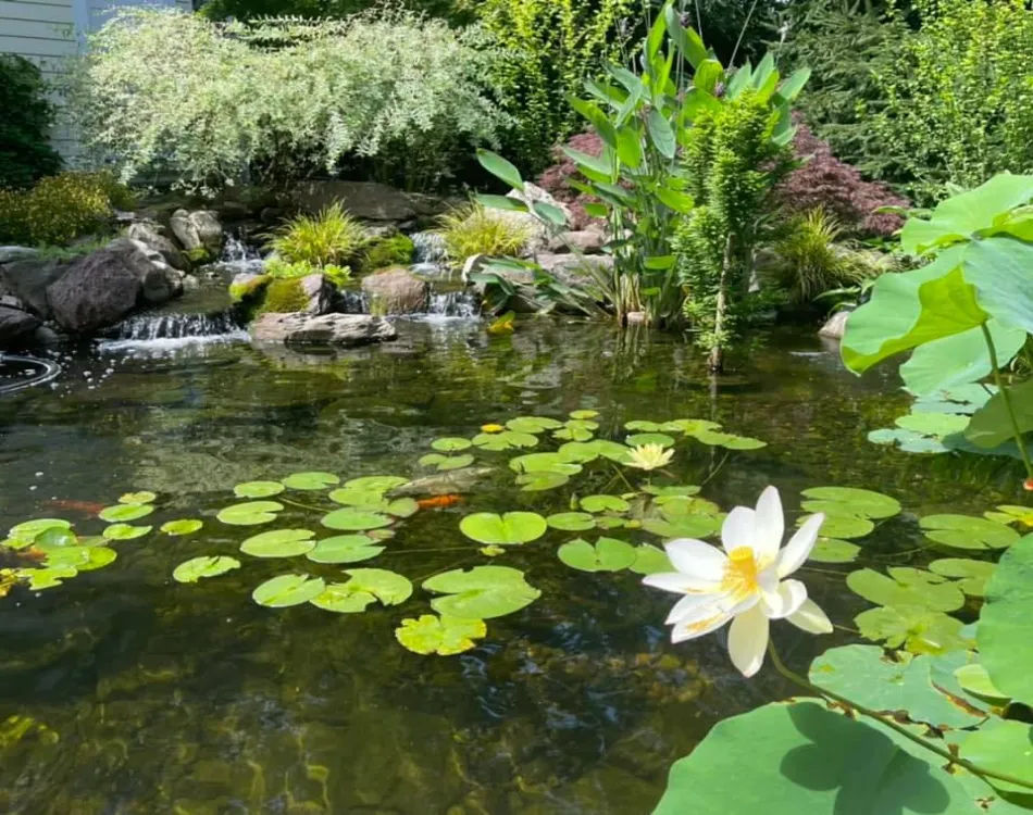 Backyard Pond Ideas - 20 Designs for Koi Ponds, Waterfalls, and Water Features | Charlotte Backyard Ponds