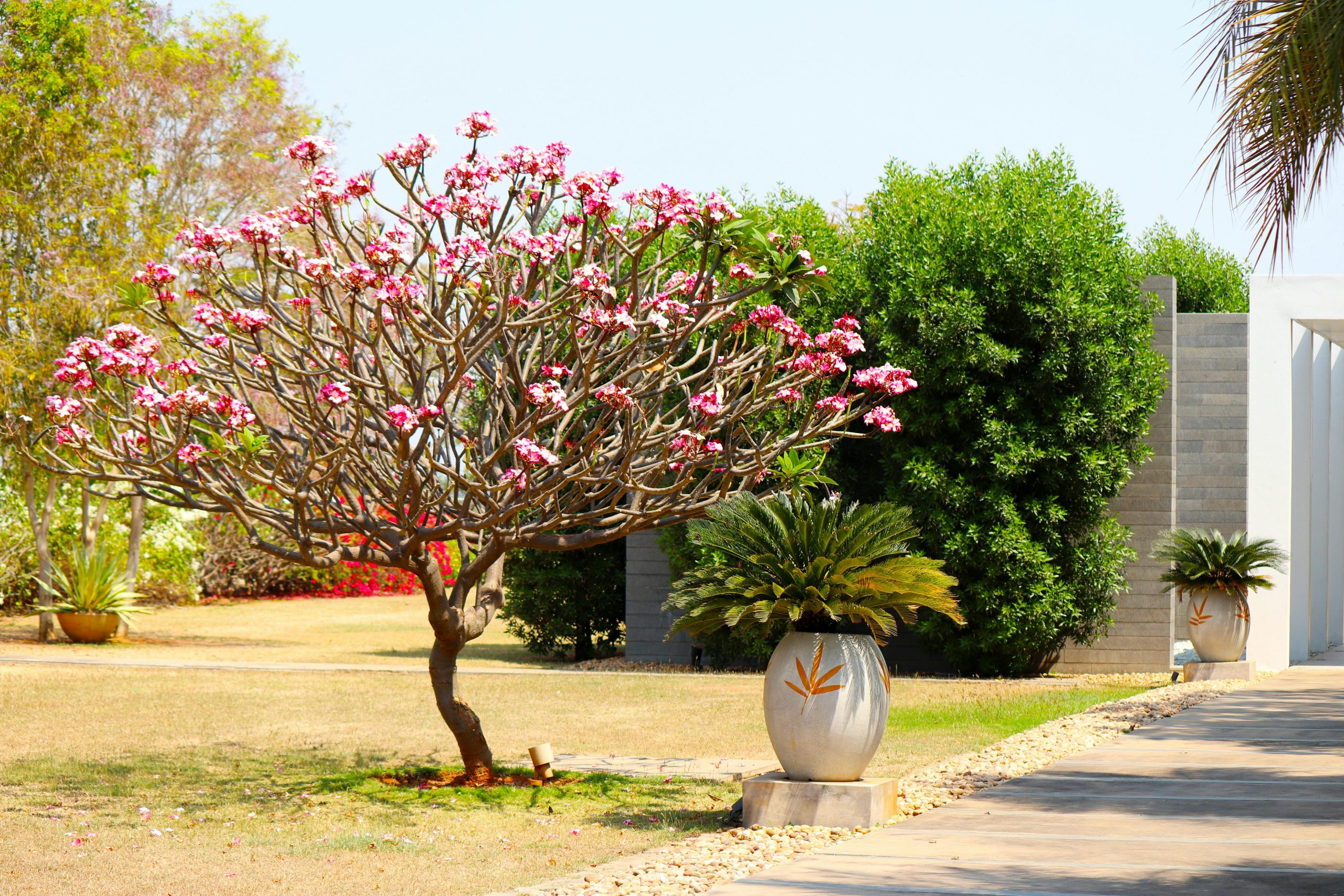 Beautiful garden scene featuring a blooming Plumeria tree and Cycad plants in decorative pots.