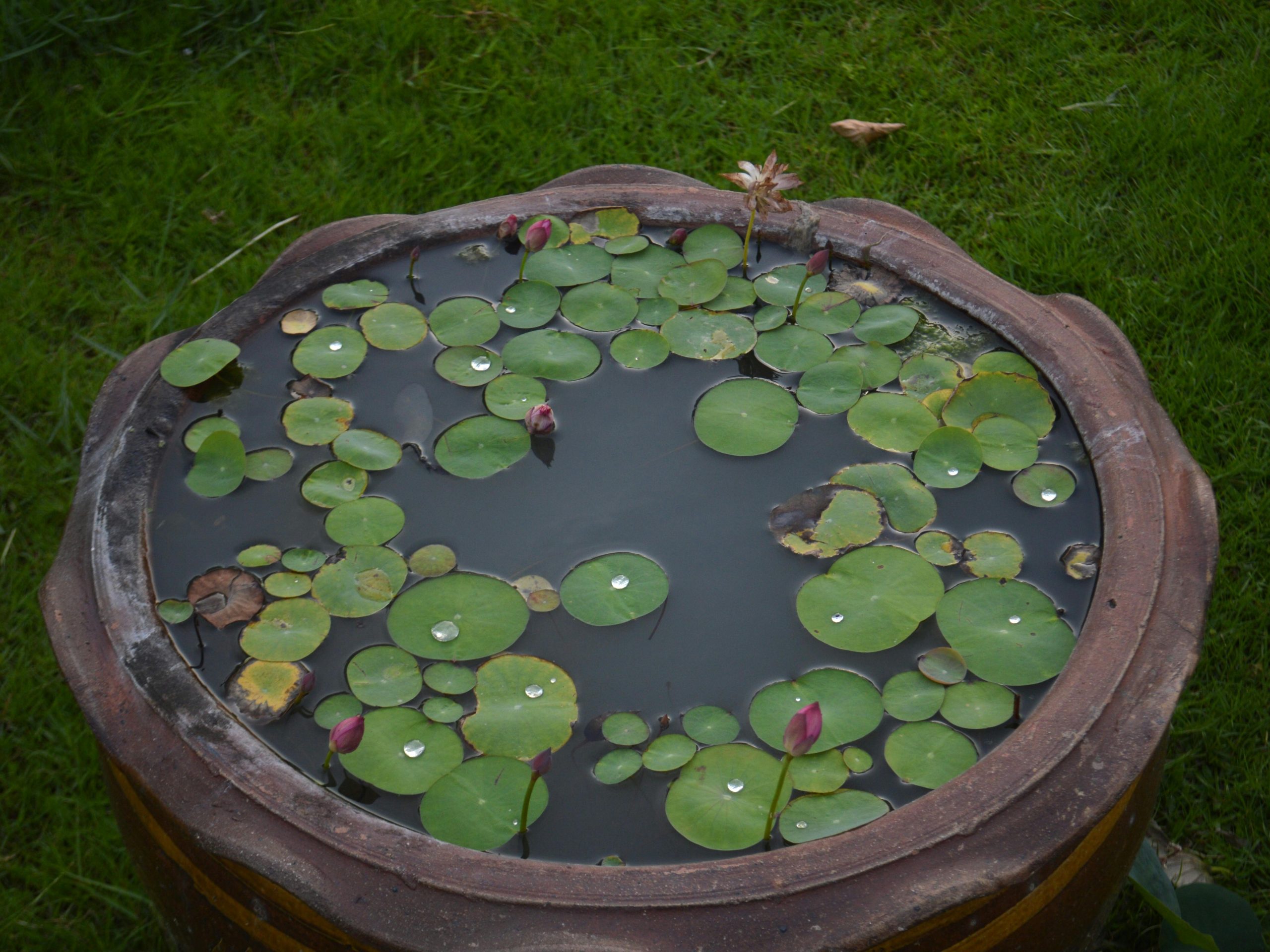 Beautiful lotus pond with lily pads in a rustic terracotta pot outdoors.