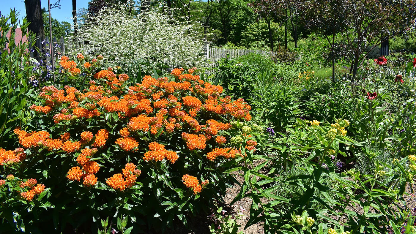 Butterfly Gardens: Planting the Big Picture