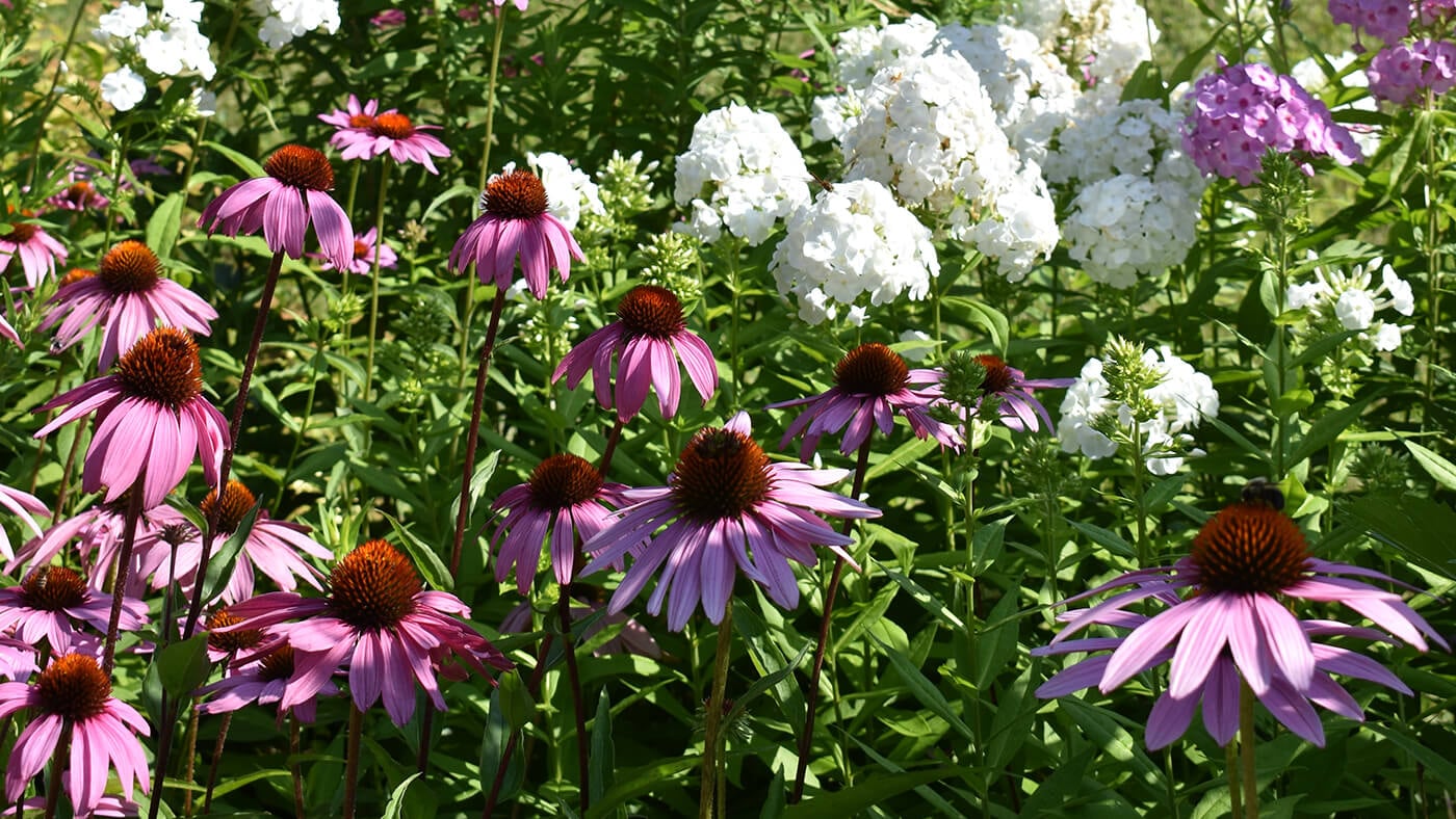 Butterfly Gardens: Planting the Big Picture