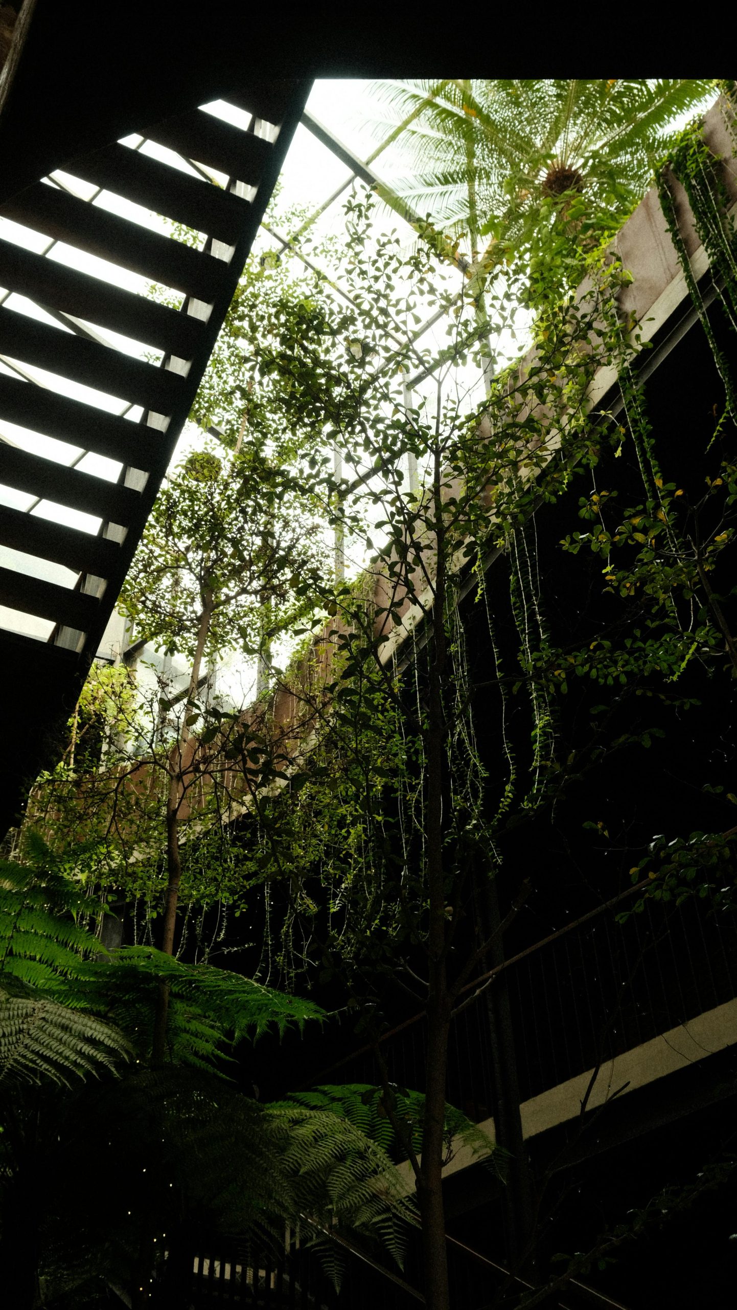 Captivating view of a lush indoor atrium with plants reaching towards a skylight.