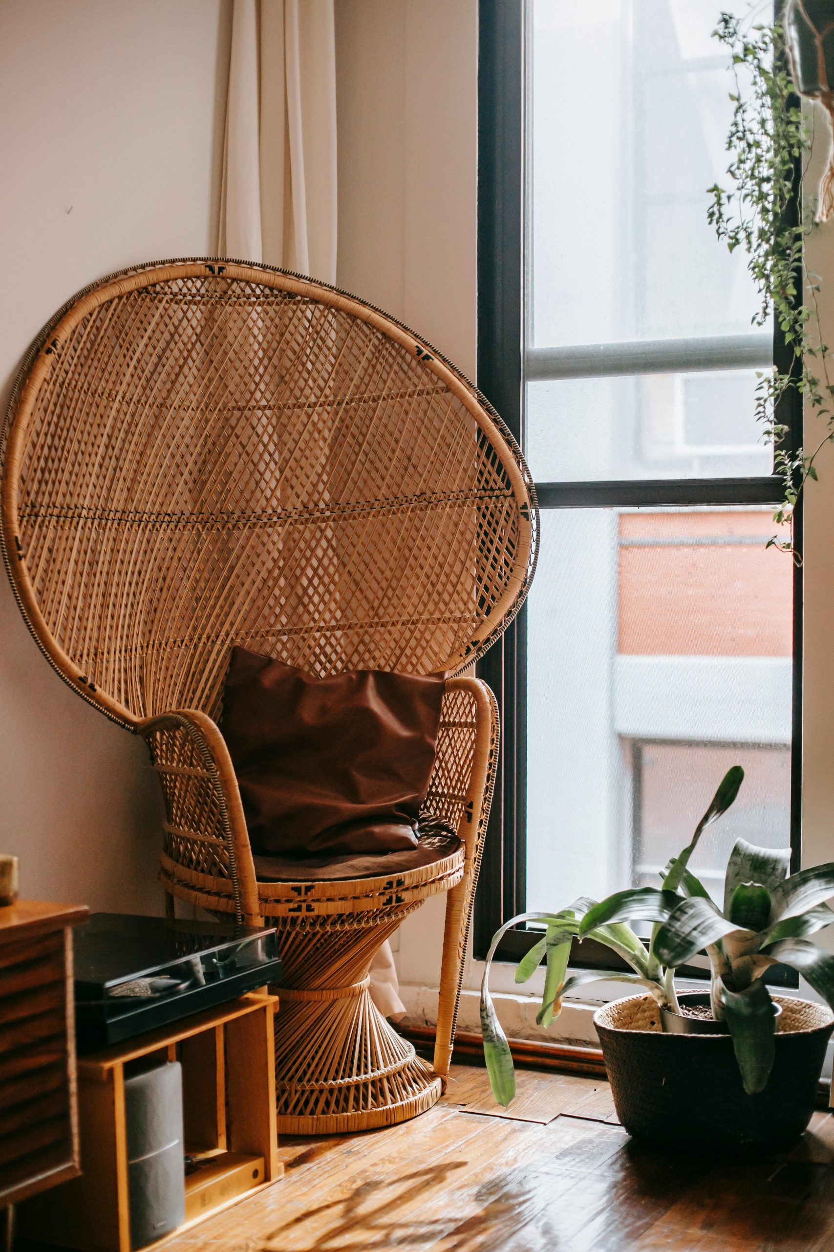 Comfortable wicker armchair with cushion placed near window and green potted plant in cozy apartment