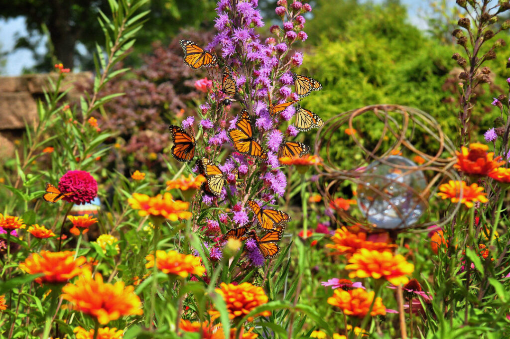 Create A Butterfly Garden With Native Plants | Easy Guide For Pollinators
