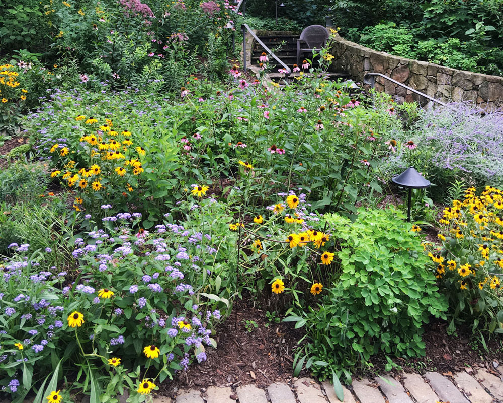 Growing a Butterfly Garden - Flower Magazine