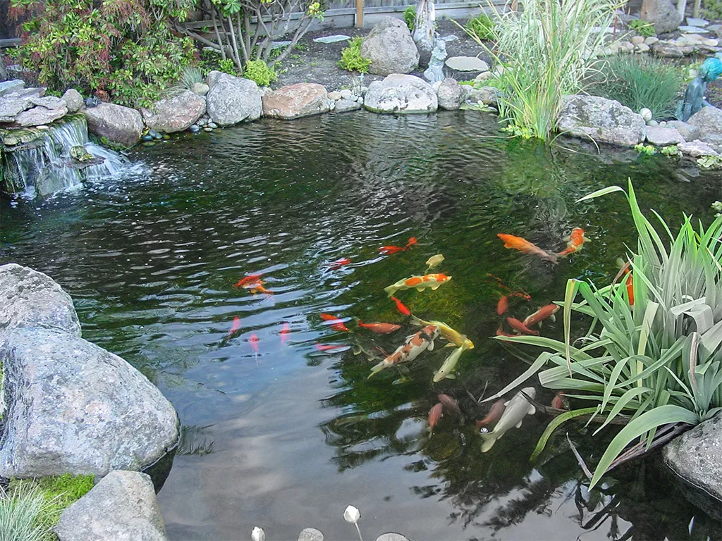 Koi Pond Ideas for Small Backyards: 15 Designs That Work (East Bay) | California Aqua Pros