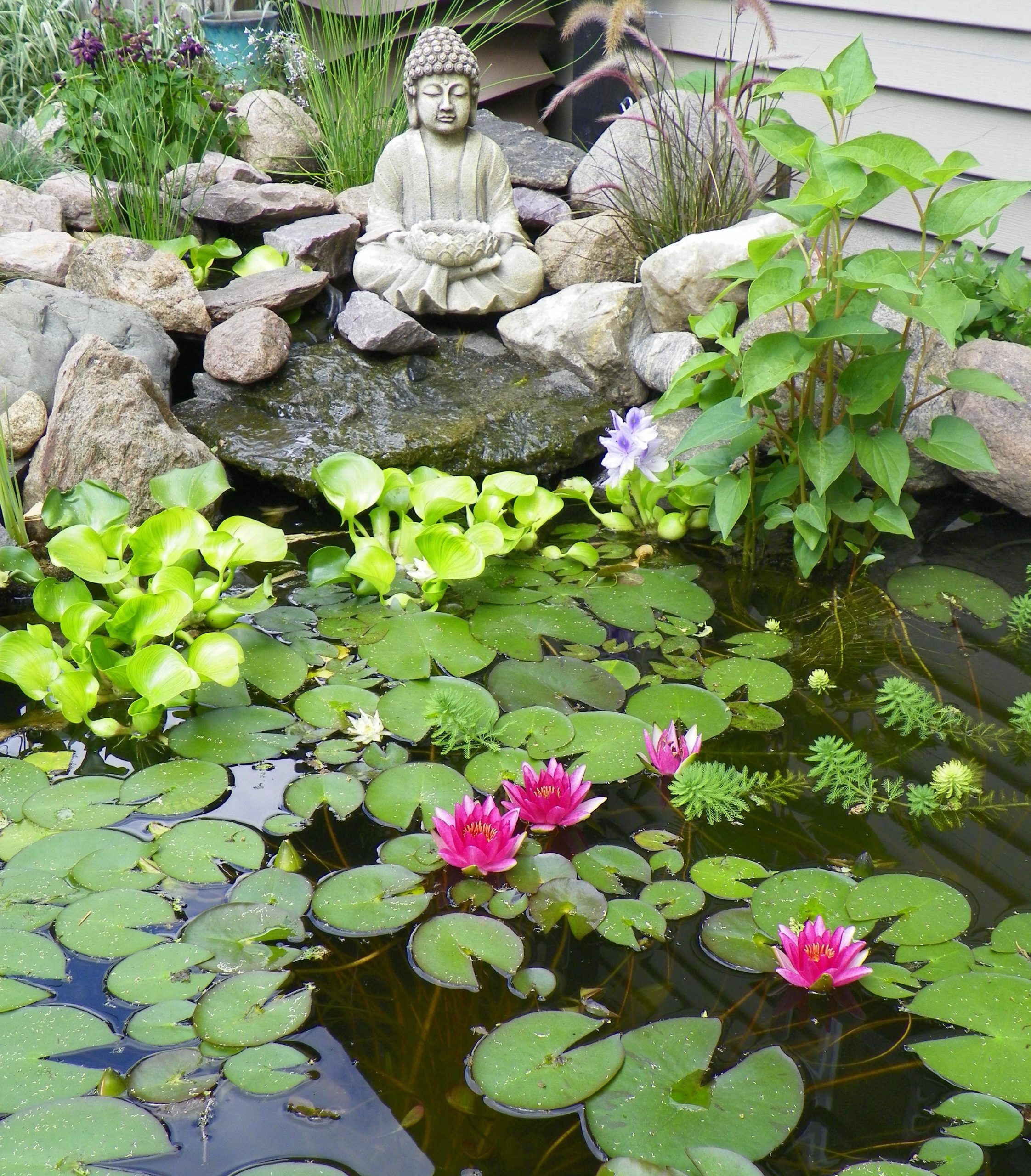 Lotus flower for your garden pond – Coolgarden.me