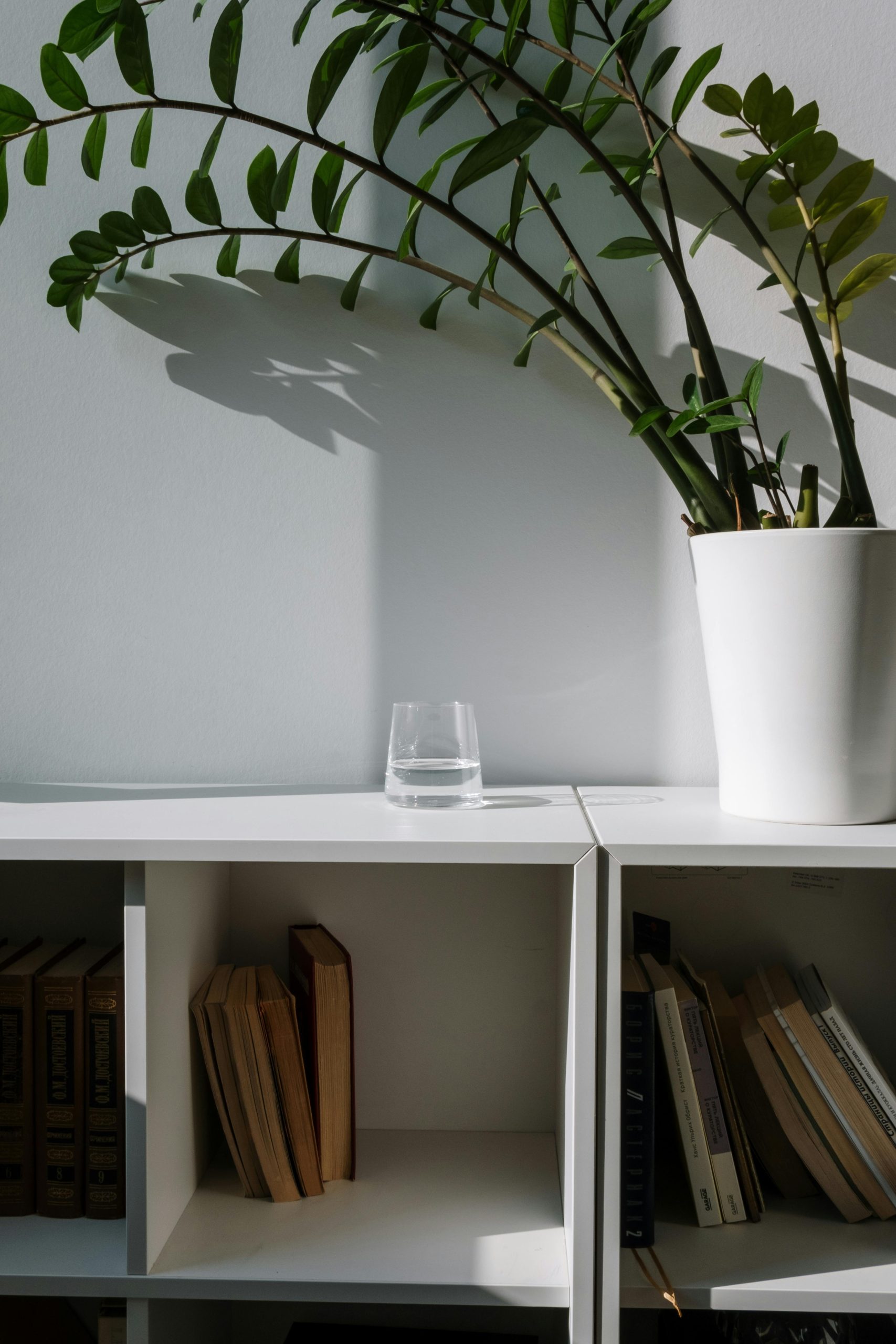 Minimalist interior scene with books, potted plant, and light play on a white shelf.