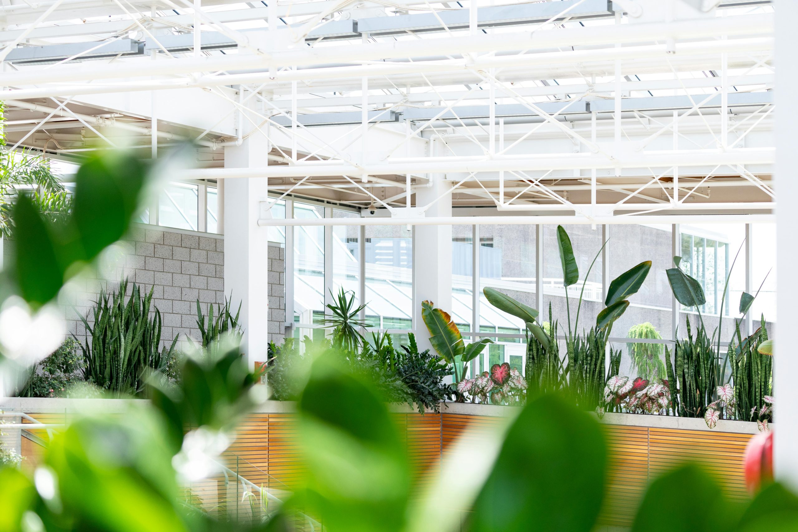 Modern indoor greenhouse with abundant greenery and natural light creating a serene atmosphere.