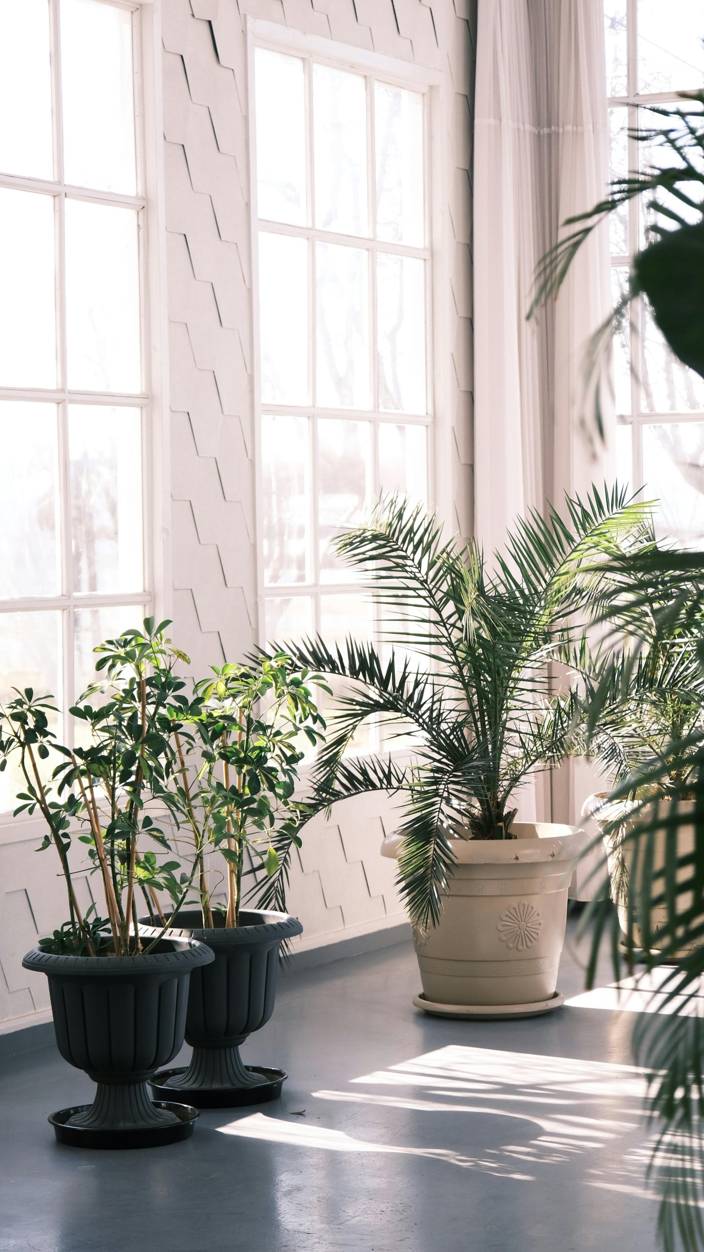 Modern room interior with various potted plants in natural light creating a fresh ambiance.