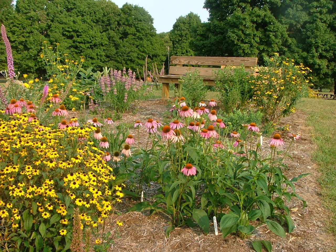 Native Plant Sale