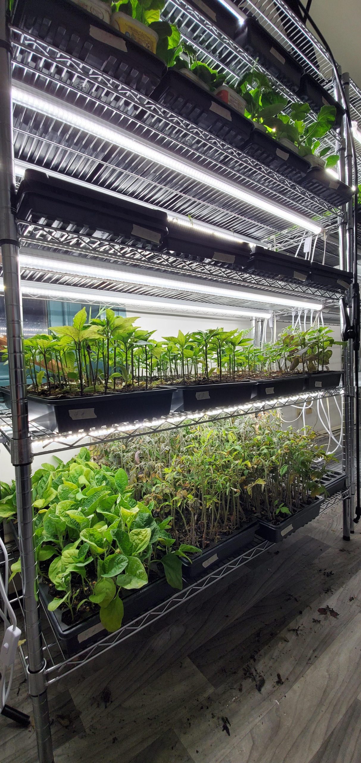 our indoor 'vertical farm ' : r/solarpunk