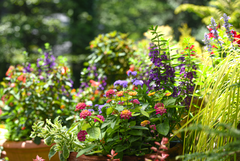 Plant List for Butterfly Gardens – Merrifield Garden Center