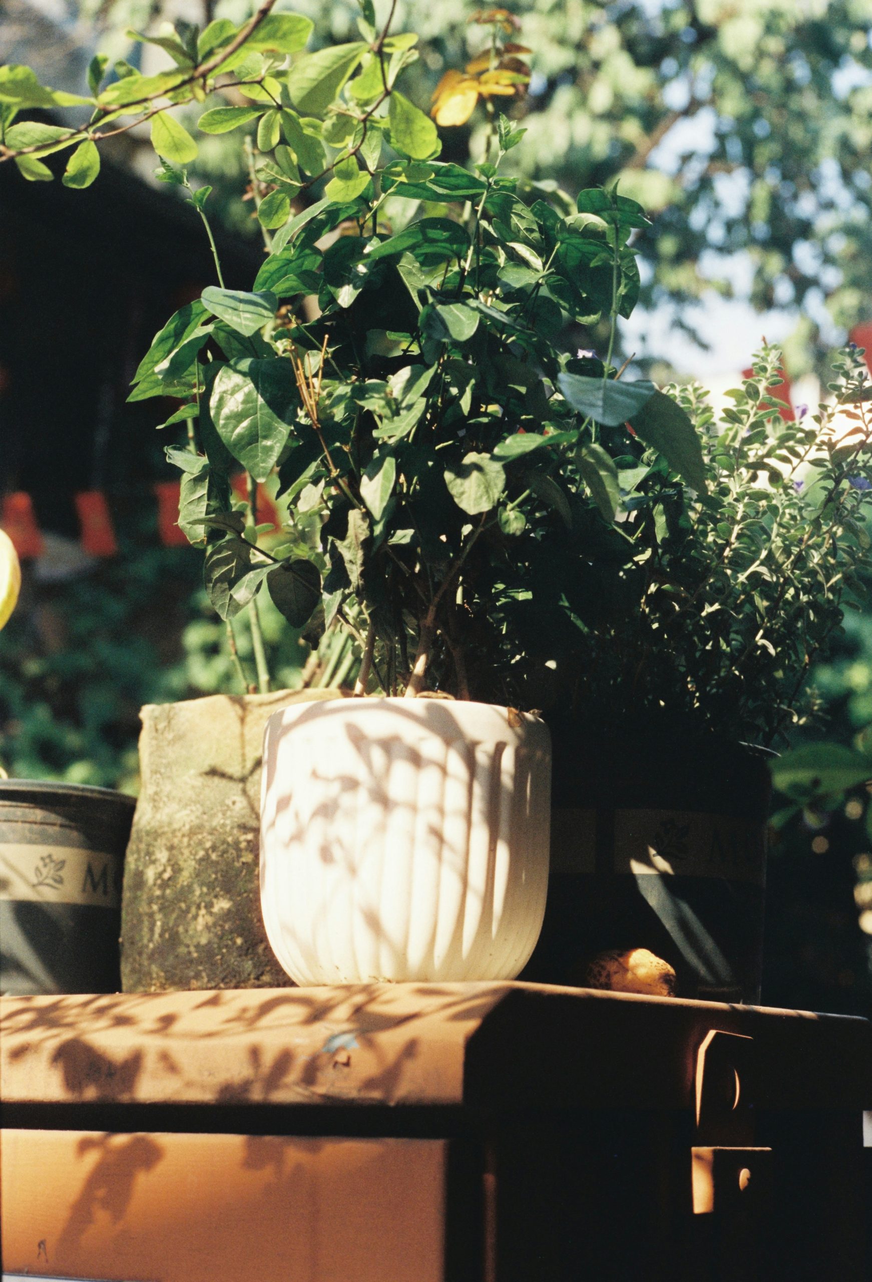 Potted green plants on a rustic surface outdoors.