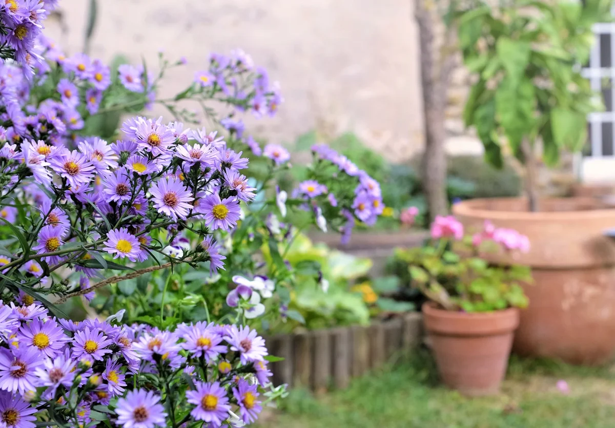 Small Butterfly Garden Ideas - Tips & Tricks - Joyful Butterfly