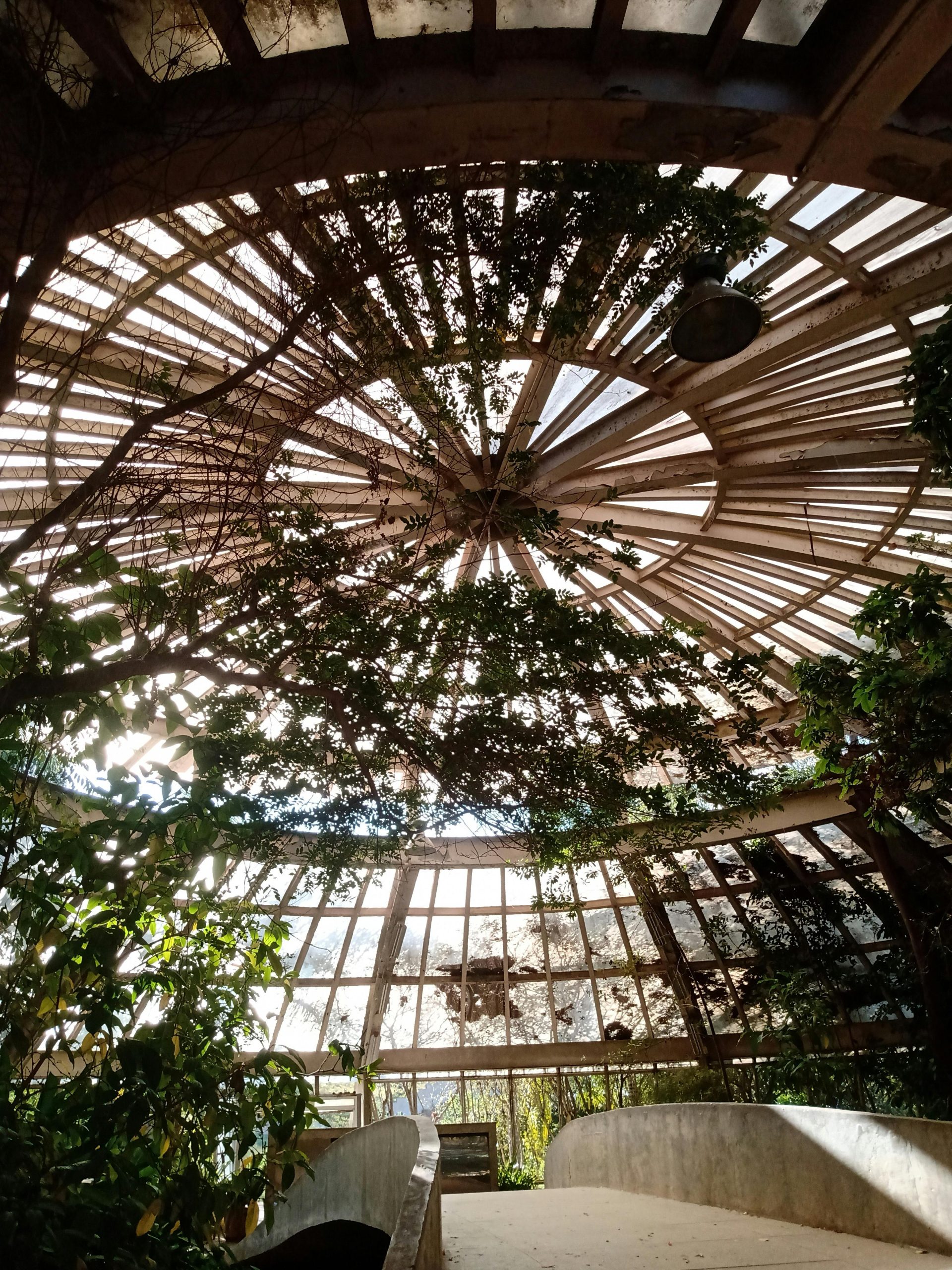 Sunlit indoor conservatory with a wooden dome covered in greenery.