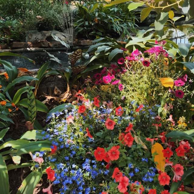 The Immersive Butterfly Garden Exhibit at the Fort Worth Botanic Garden Feels Like a Tropical Oasis