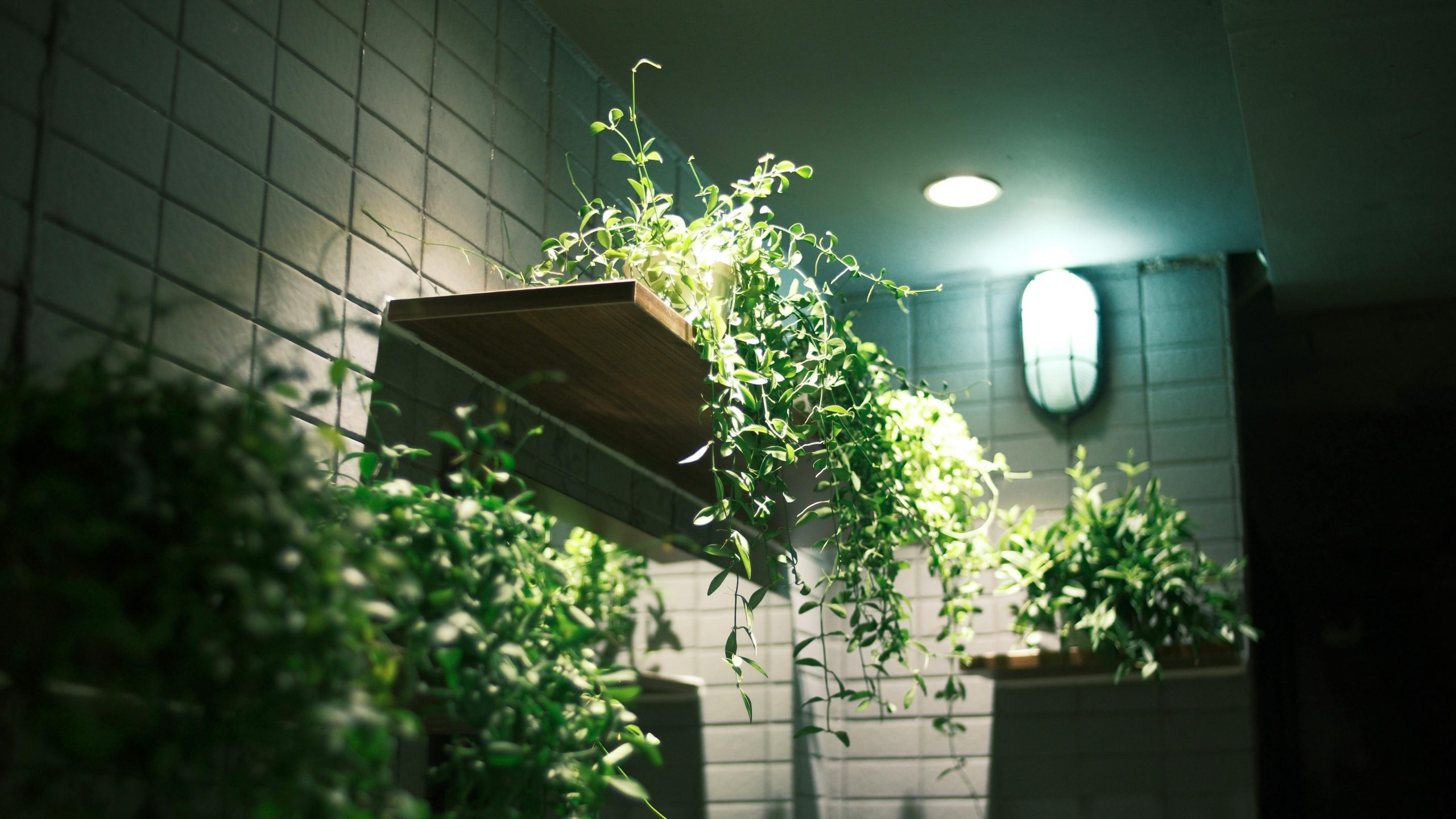 Vibrant green plants thriving indoors on wooden shelves, illuminated by soft, ambient lighting in Vietnam.