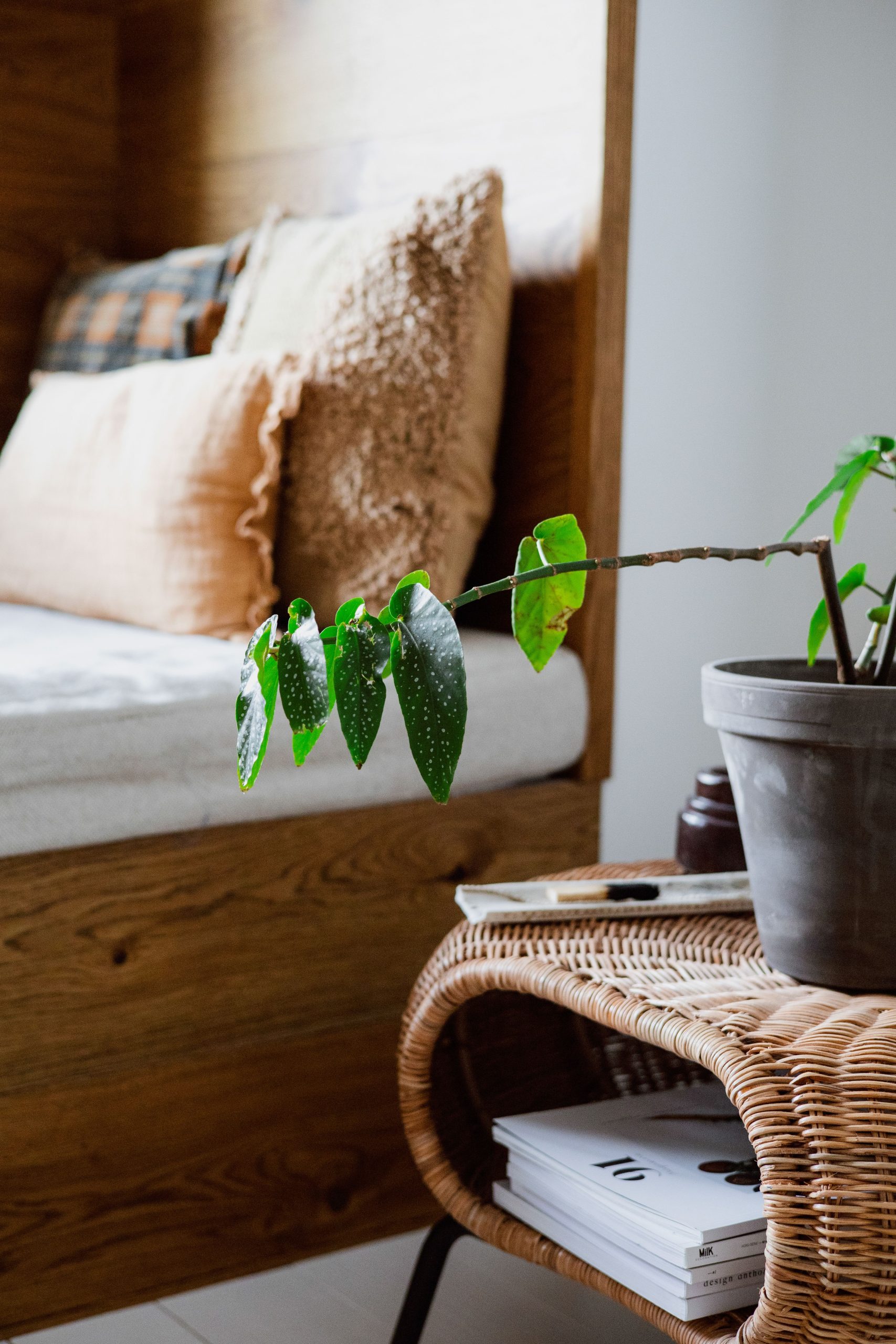 Warm and inviting bedroom with a rustic bed and wicker side table featuring a potted plant.