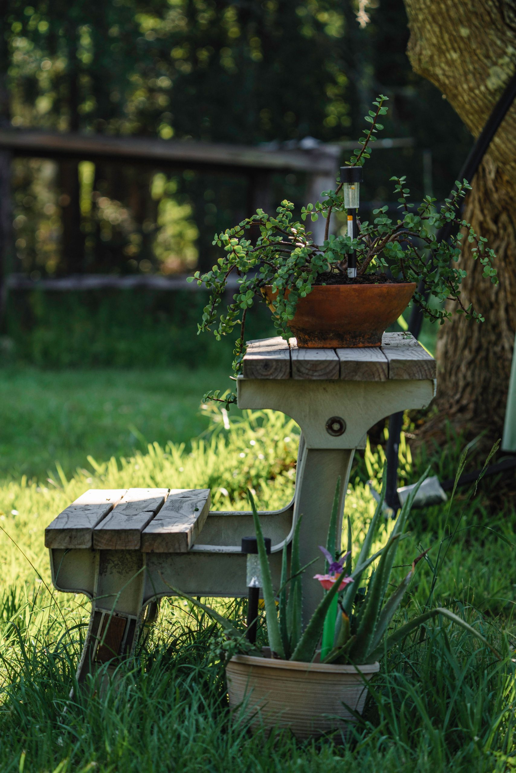 A rustic wooden bench adorned with potted plants amidst lush greenery under a tree.