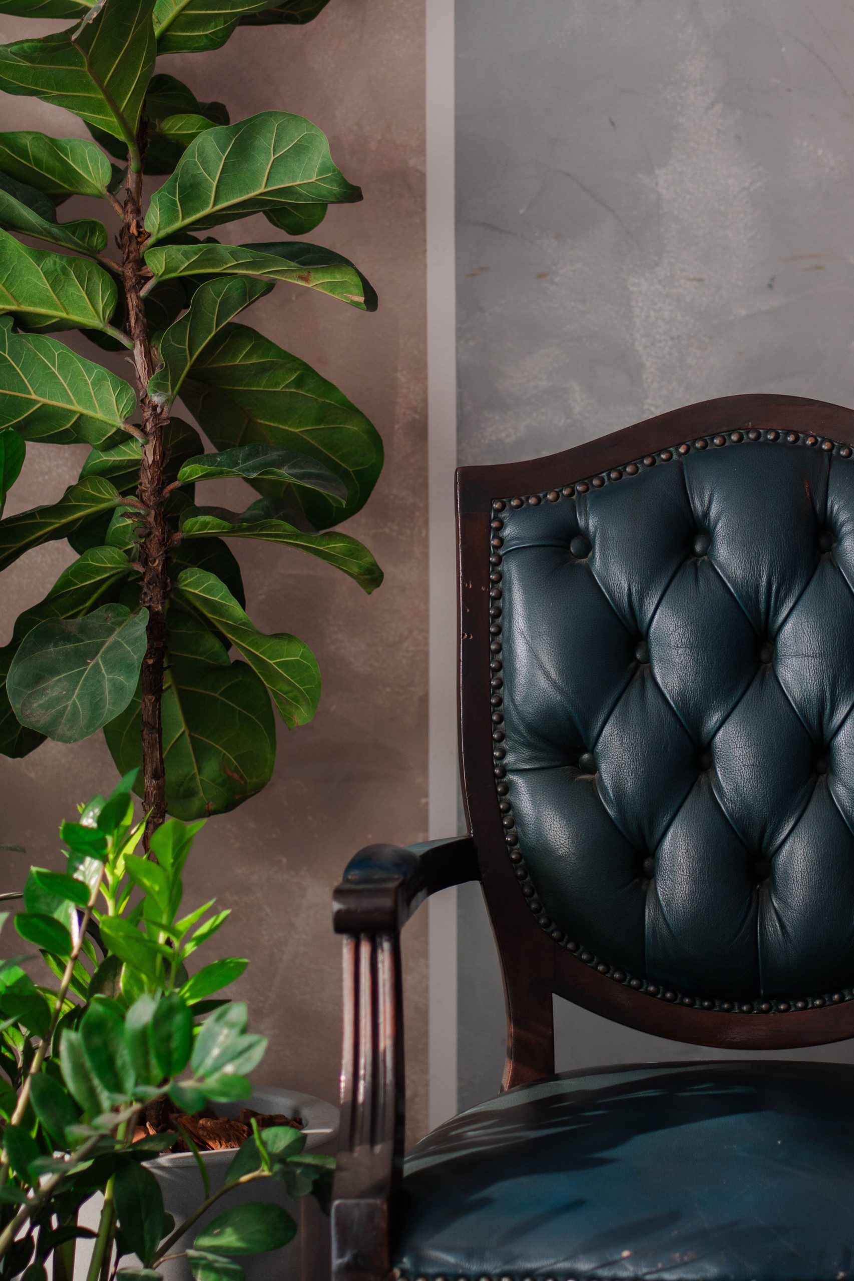 A stylish dark leather chair beside a fiddle-leaf fig plant in a cozy interior setting.