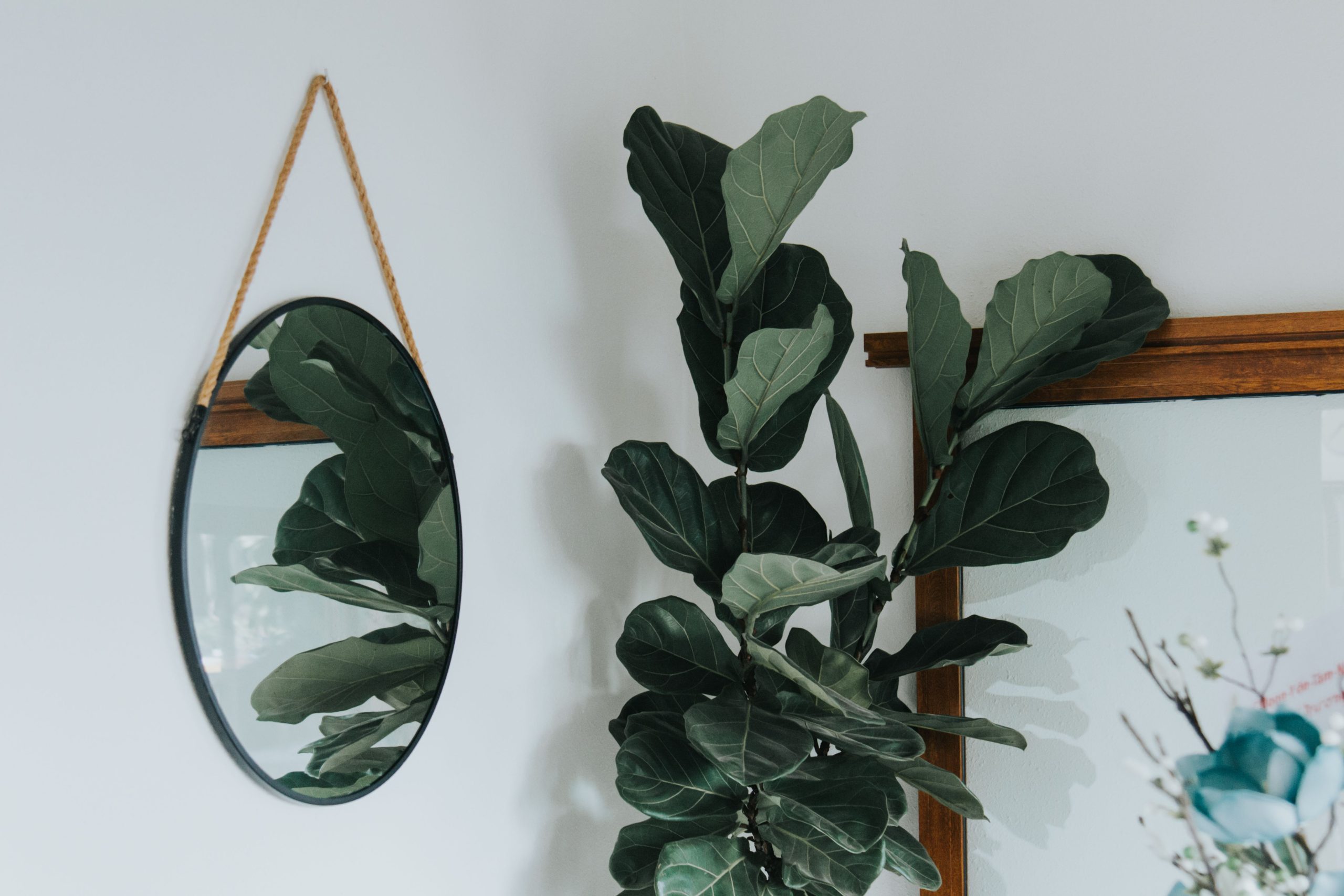 Interior with a fiddle leaf fig and round hanging mirror, offering a modern and elegant style.