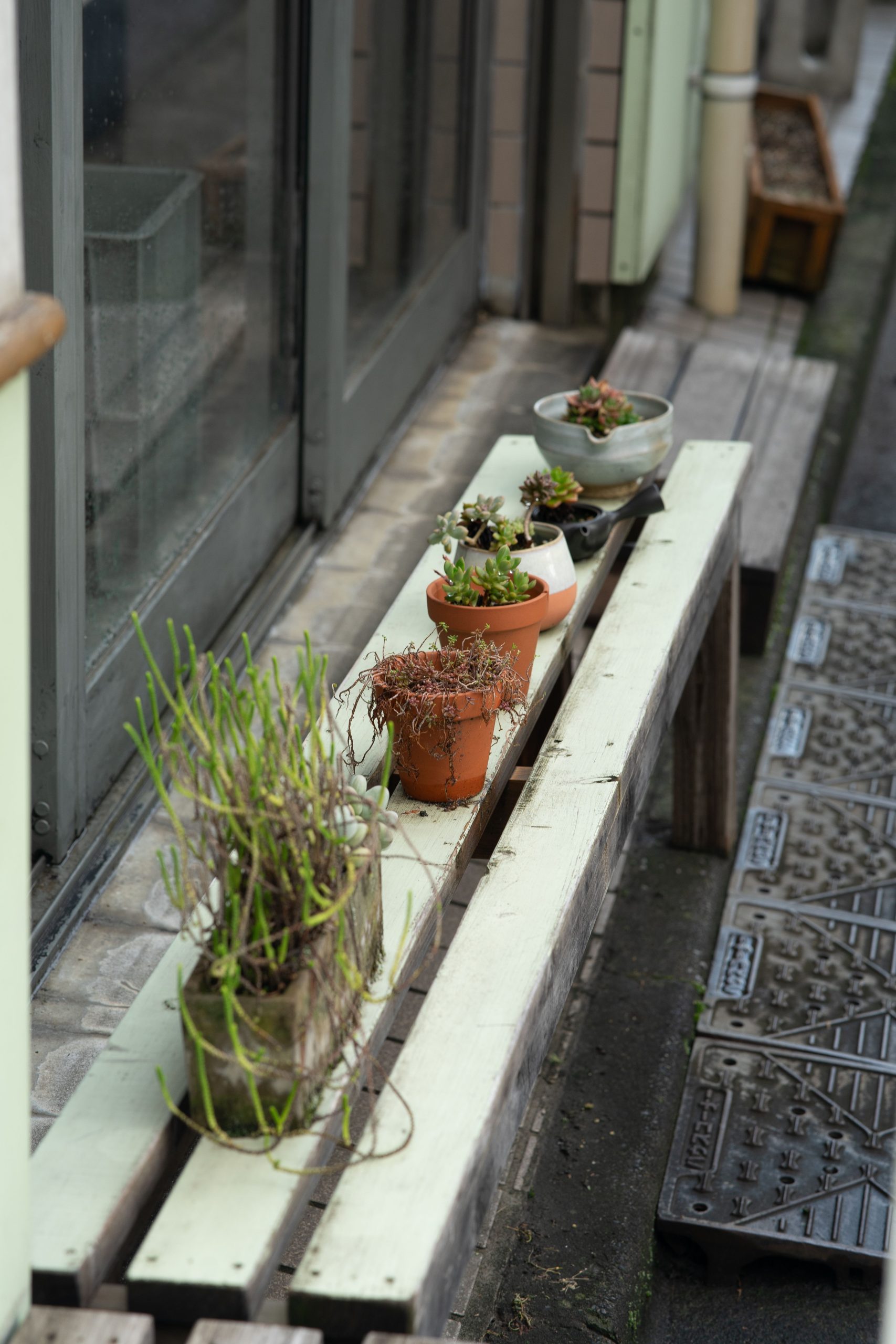 Succulents in pots displayed on a bench in a Tokyo street view.