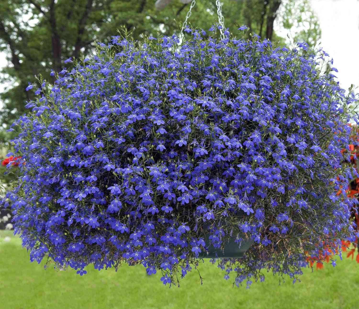 12 Easy-Care Plants That Make Hanging Baskets Spill Over Beautifully