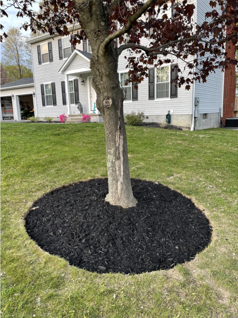 5 UNIQUE Landscape Ideas for Around A Tree [TUTORIALS]