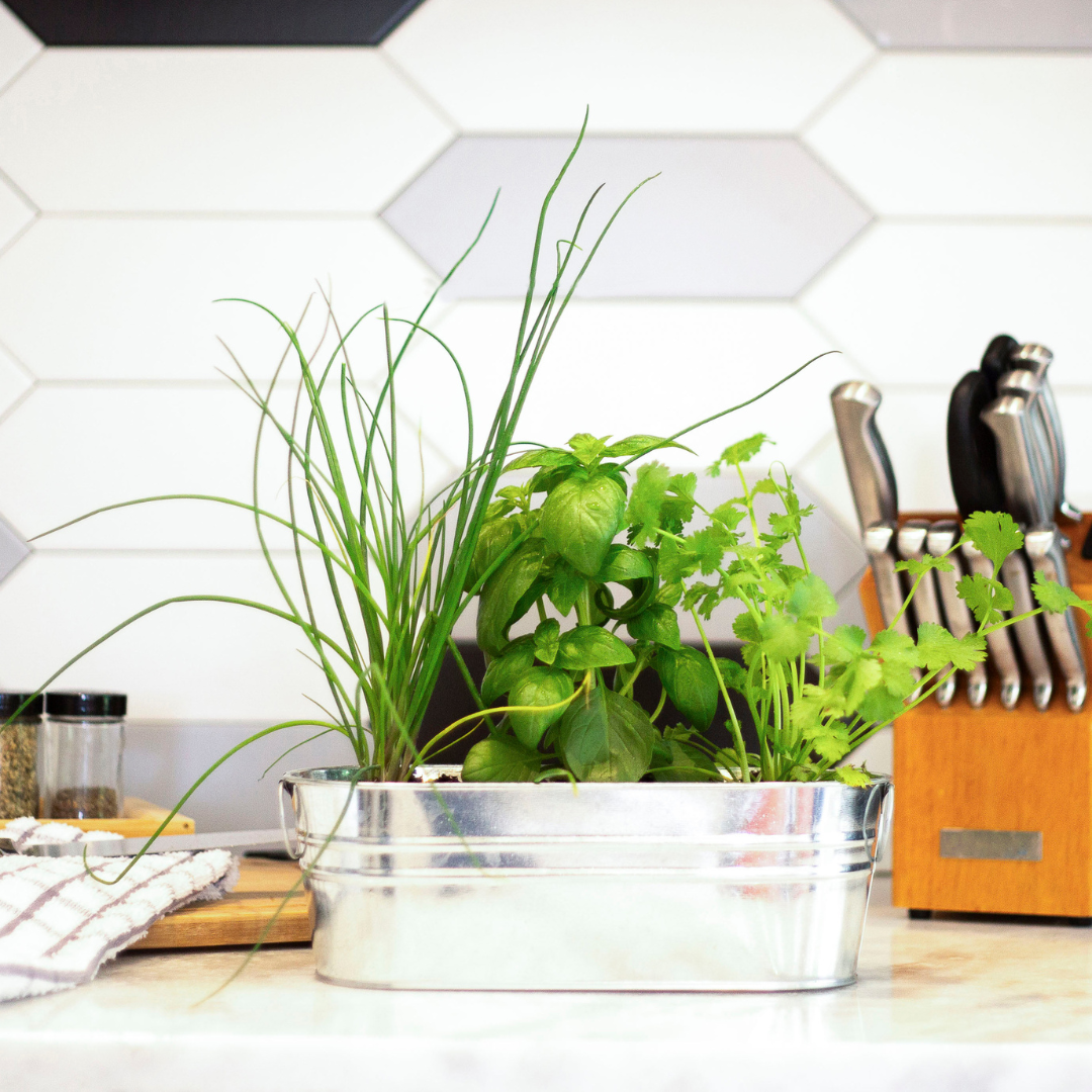 7 Best Indoor Herb Garden Kits for Small Apartments (2026) – Buzzy Seeds