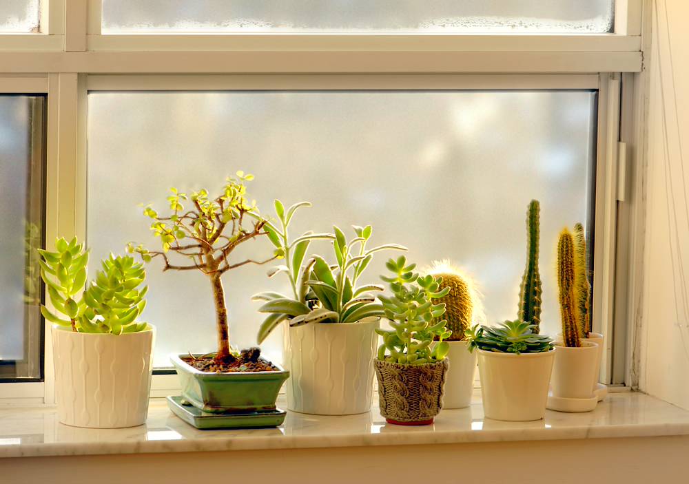 8 Gardens for Compact Spaces