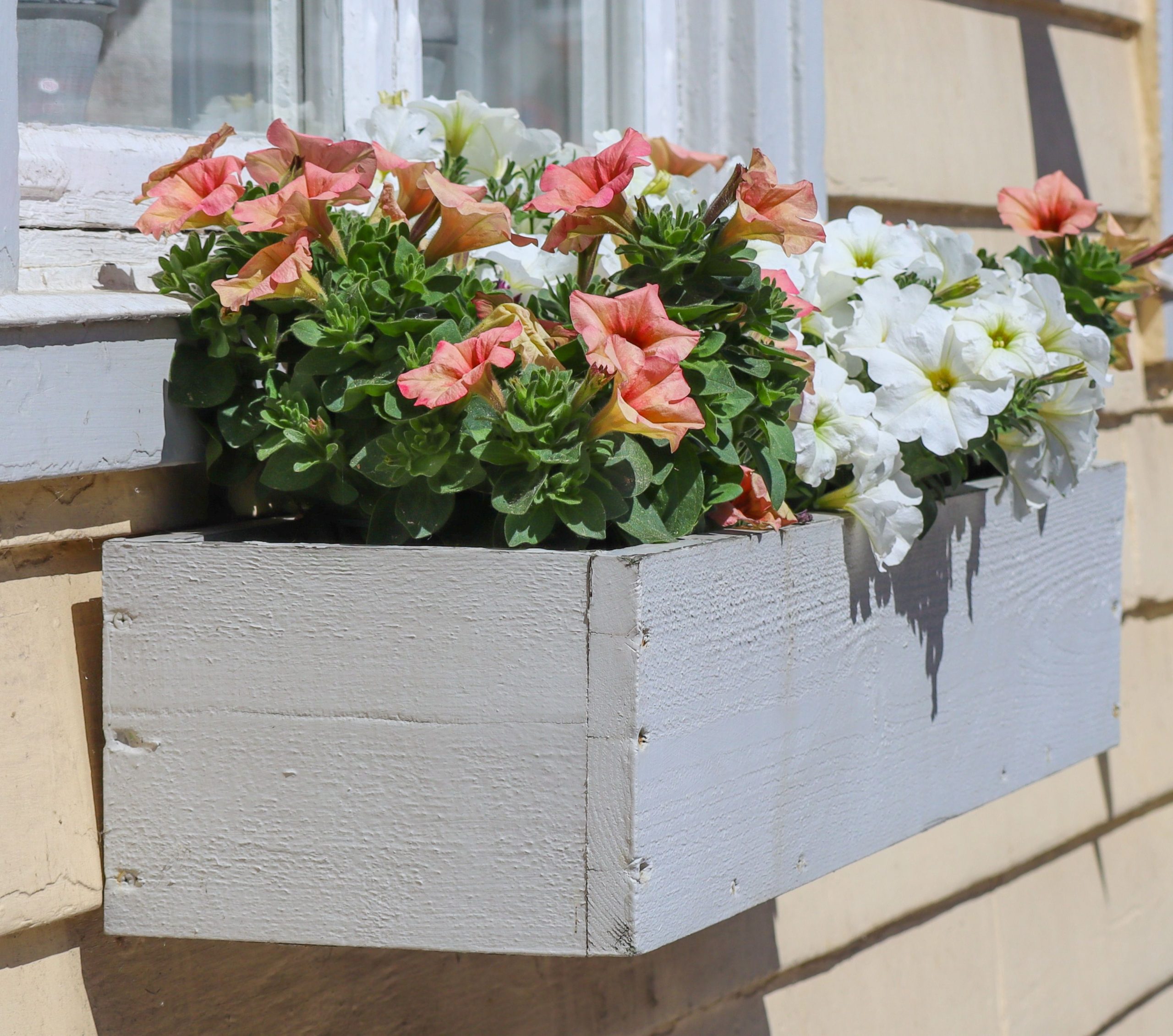 A beautiful arrangement of pink and white petunias in a wooden planter against a sunlit window.